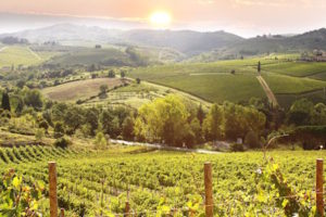 Wijnveld Toscane
