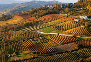 Wijnveld Piemonte